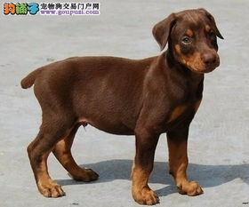 杜宾犬在哪里买的