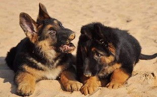 狼狗与牧羊犬哪个厉害
