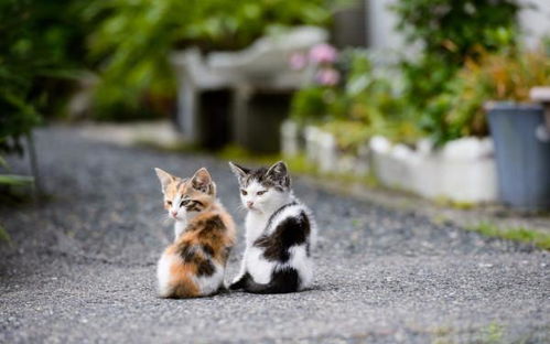 如何防止猫配种
