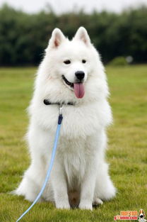 白色的犬有哪些品种