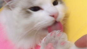 布偶猫小猫多久洗澡