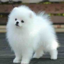 哪里能买到太仓犬