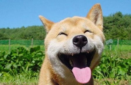 秋田犬多久能听话