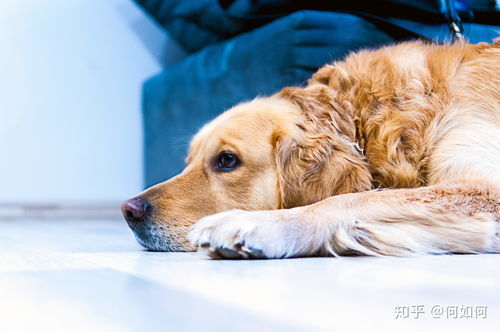 狗狗犬瘟症状有哪些
