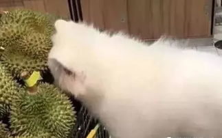 小狗能吃榴莲吗