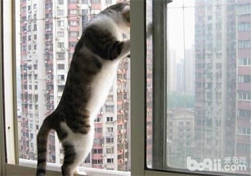 养猫如何封窗
