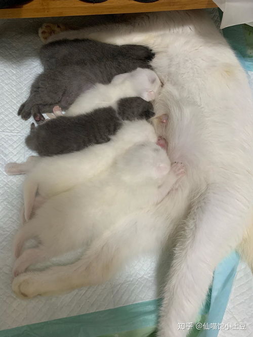 小猫出生后多久断奶