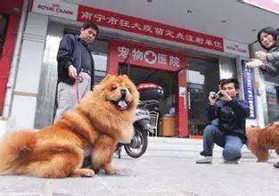 南宁哪里可以养狗