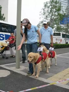 如何识别导盲犬