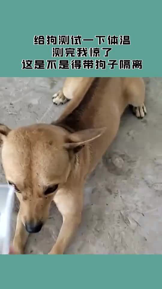 小狗如何试体温