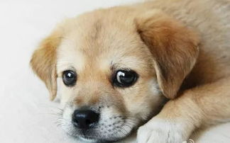 如何知道犬的年龄
