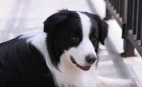 牧羊犬性情怎么样