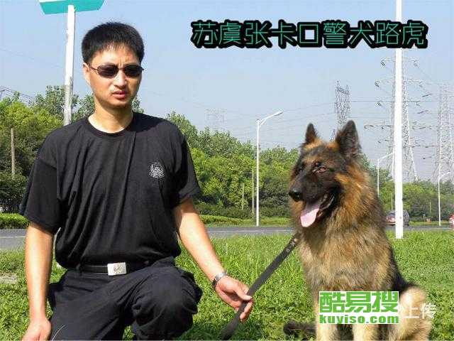苏州哪里有训犬