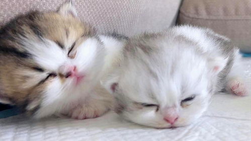 如何吸引小奶猫