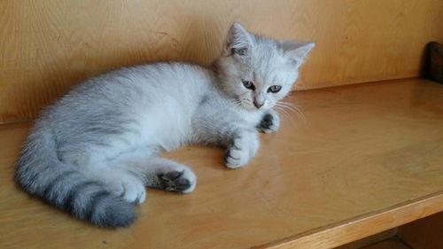 两个月小猫怎么样的