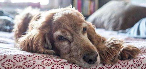 老龄犬每天活动多久