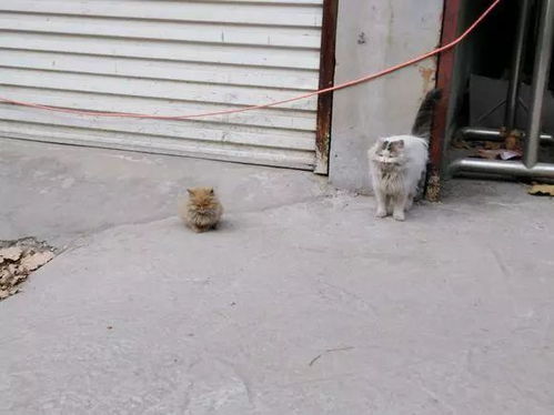 如何找到附近流浪猫
