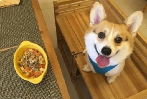 狗狗长牙要多久能好