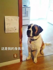 如何惩罚小狗