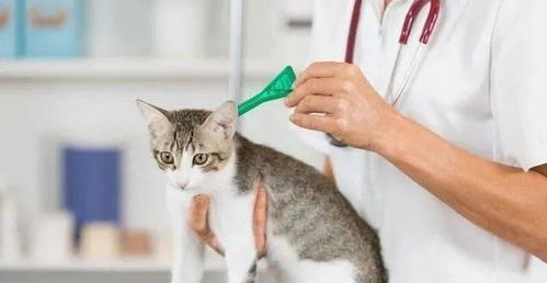 猫间隔多久打疫苗
