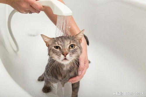 如何给猫咪洗澡去跳蚤