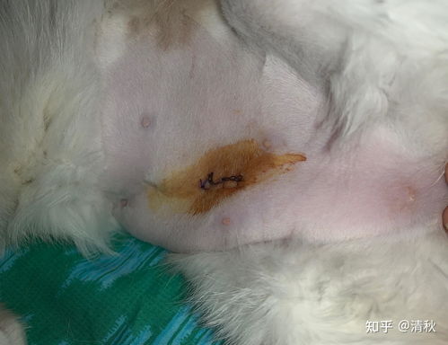母猫绝育多久恢复