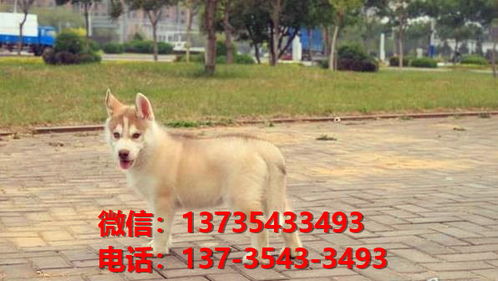 秦皇岛哪里有卖狗