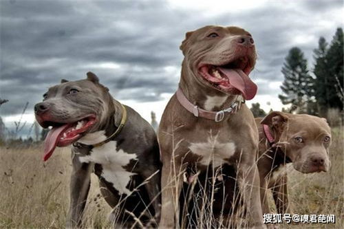比特犬有哪些特点