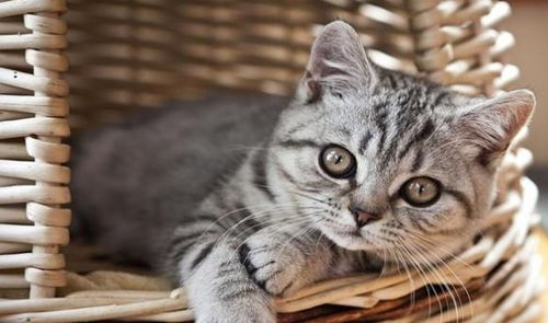 小猫的特征有哪些方面