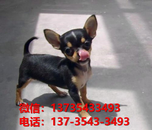 沙坪坝哪里有卖狗