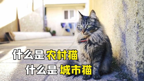 上海猫市在哪里