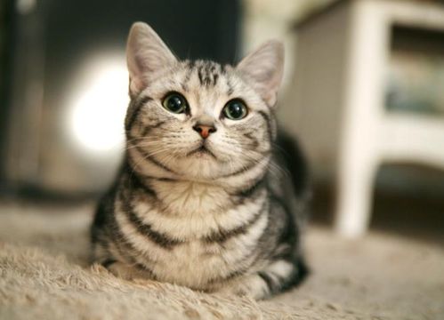 短毛猫咪有哪些
