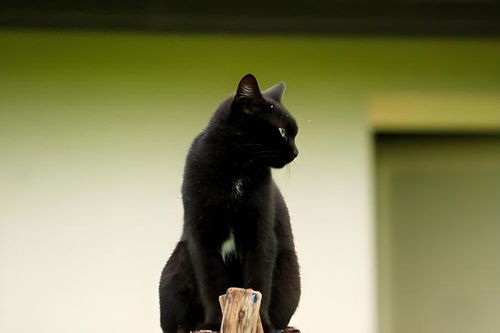黑猫哪个品种好