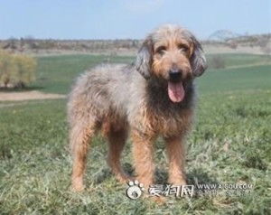 梗内犬有哪些