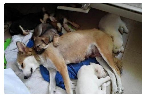 狗生产时需要多久