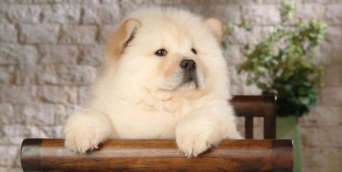 松狮犬如何饲养