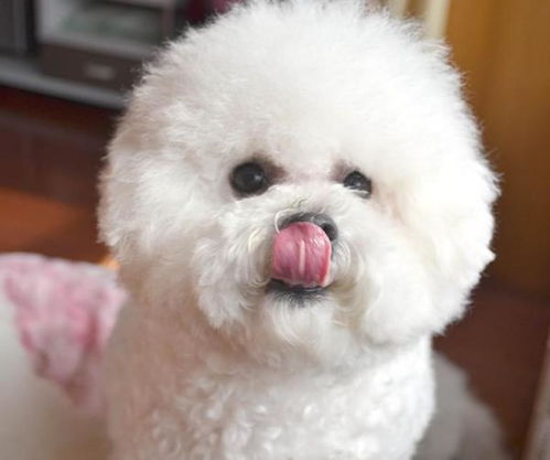 比熊犬毛多久可以长好