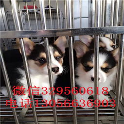 柯基幼犬多久换毛