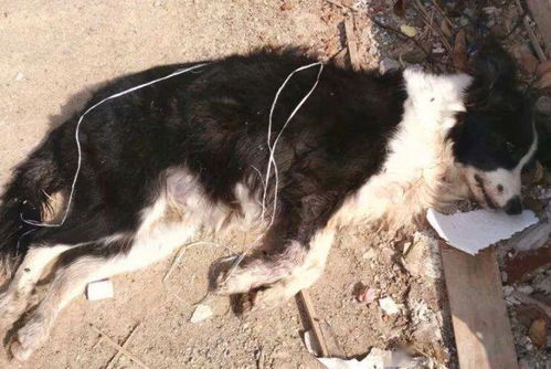 狗狗死了以后埋在哪里