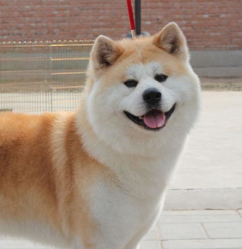 如何防止秋田犬脱毛