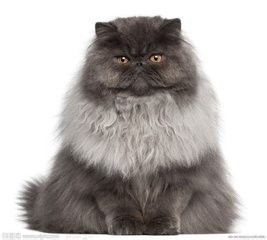 猫多久洗澡一次澡