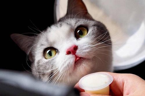 如何让猫咪发腮