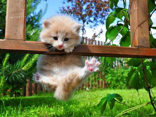 小猫多久可以繁殖