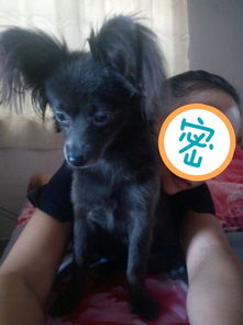养狗狗多久能配种