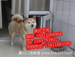 东莞哪里可以批发狗