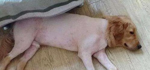 狗狗犬瘟热后遗症有哪些