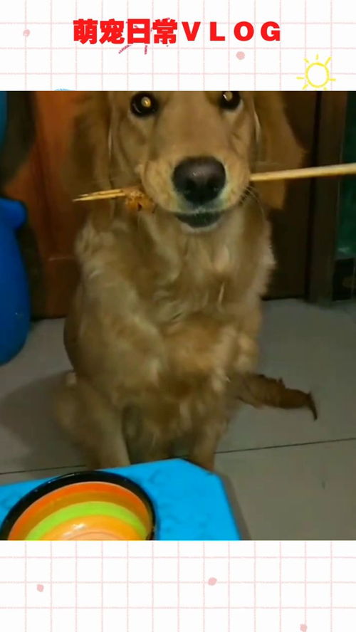 狗狗吃冰的会怎么样