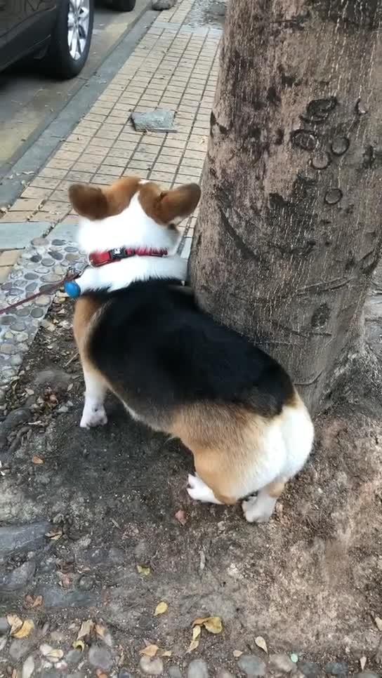 小短腿纯白狗有哪些