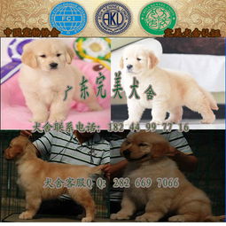 广州哪里买狗比较放心