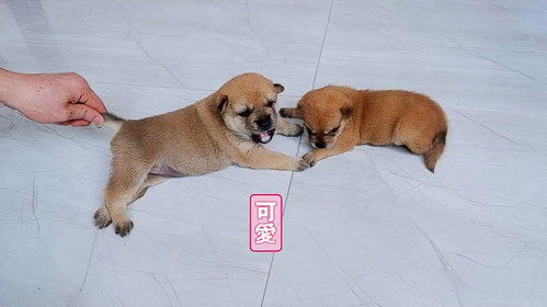 小狗狗多久会走路